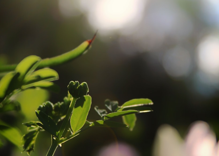 最新飞机失事，印度最新飞机失事