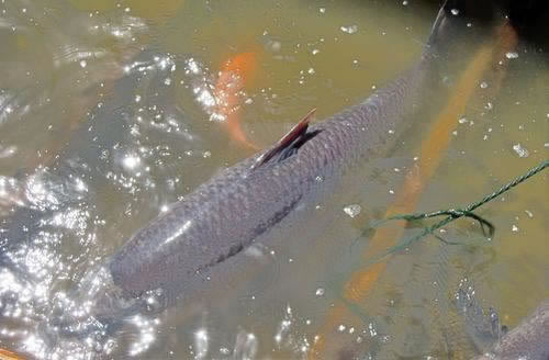 账号审核取不出钱怎么办千万别被坑了